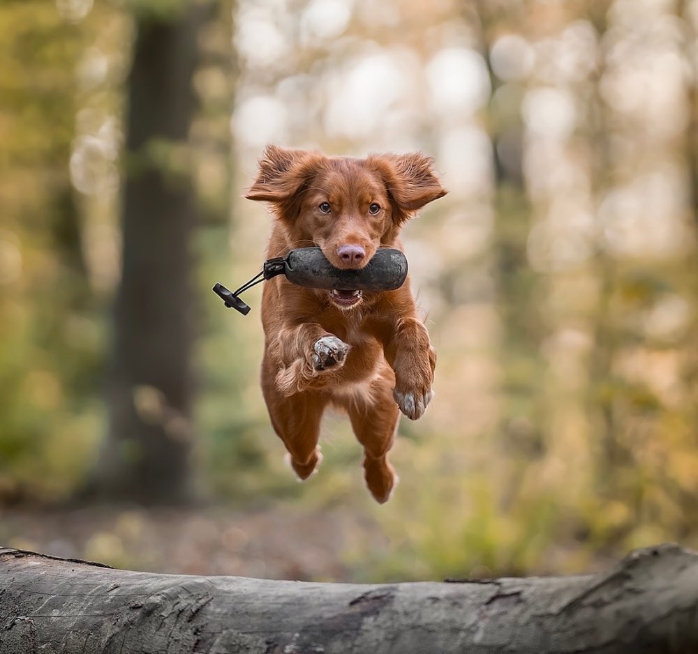 Hundetreffen-Dummy Trainings-Partner gesucht-Profilbild