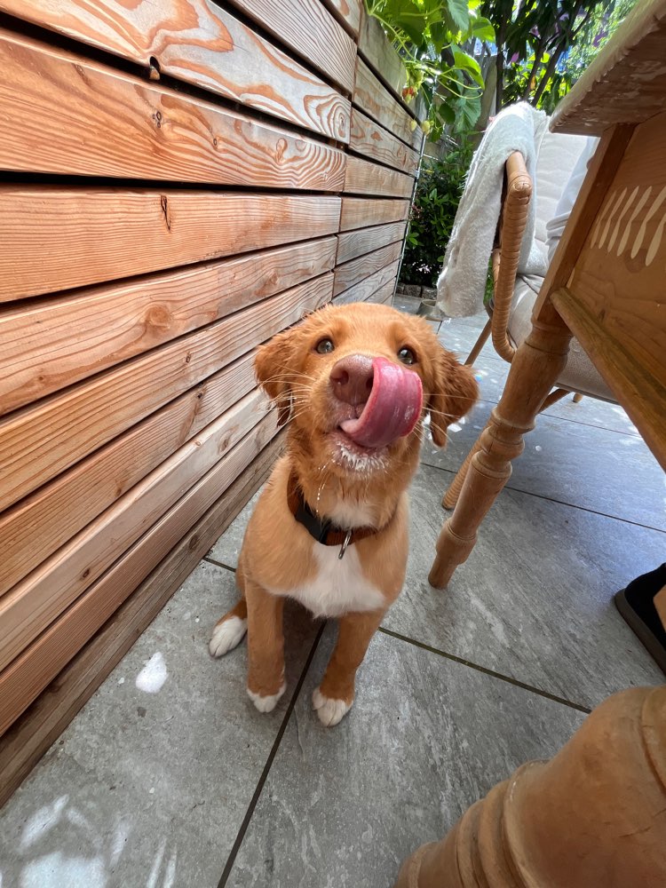 Hundetreffen-Welpentreffen Aaper Wald-Profilbild