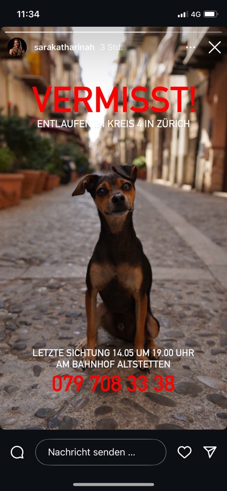 Suchmeldung-Milo-Profilbild