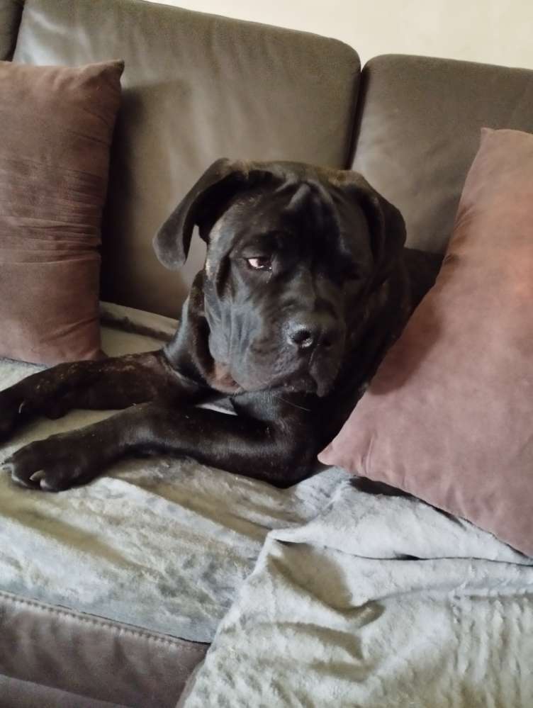 Hundetreffen-Spiel und Gassi Runden-Profilbild