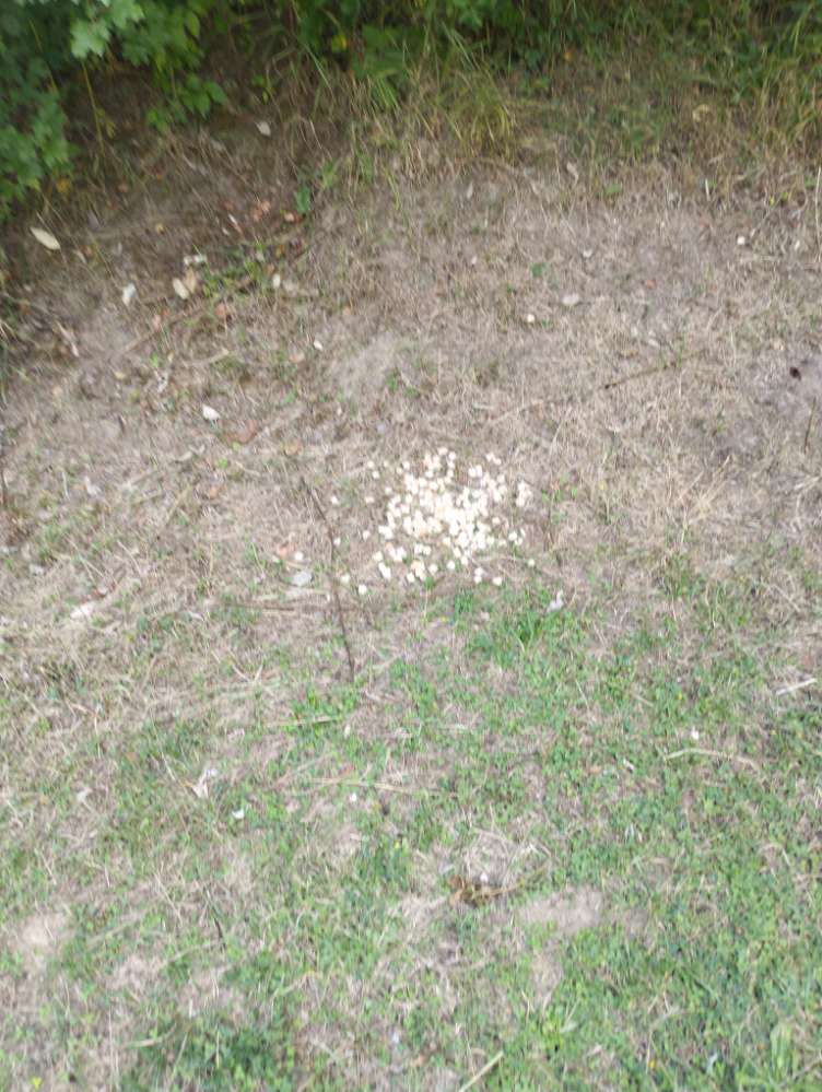 Giftköder-Vermutliche Giftköder-Profilbild