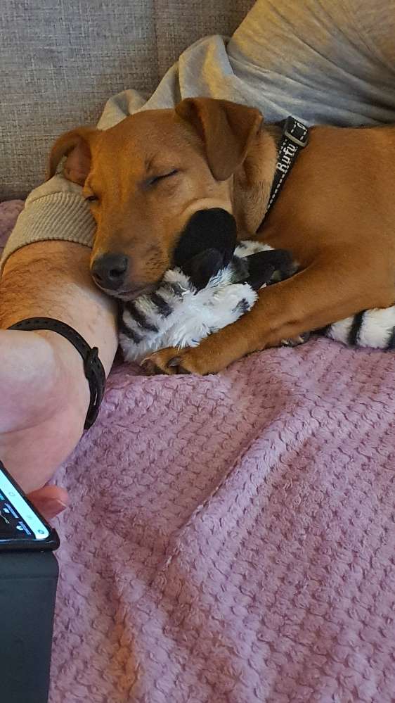 Hundetreffen-Welpentreffen am Wochenende-Profilbild