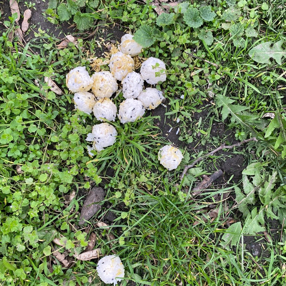 Giftköder-ausgelegte Reisklumpen-Profilbild