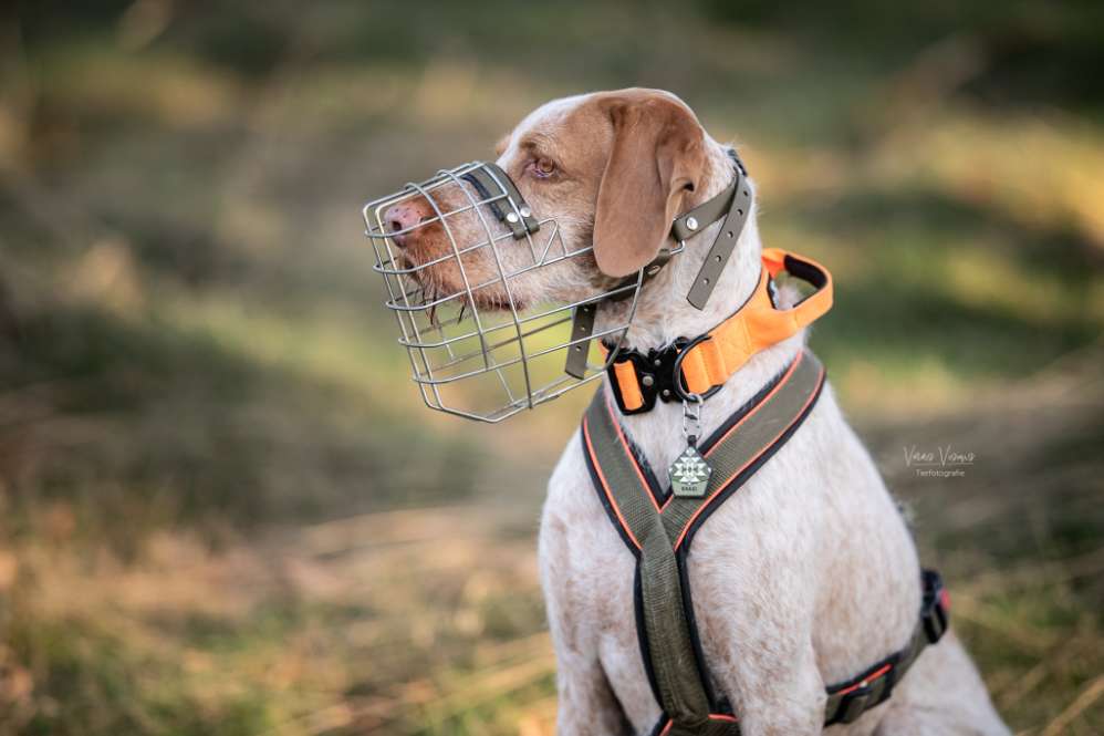 Hundetreffen-Social Walks und mehr-Profilbild