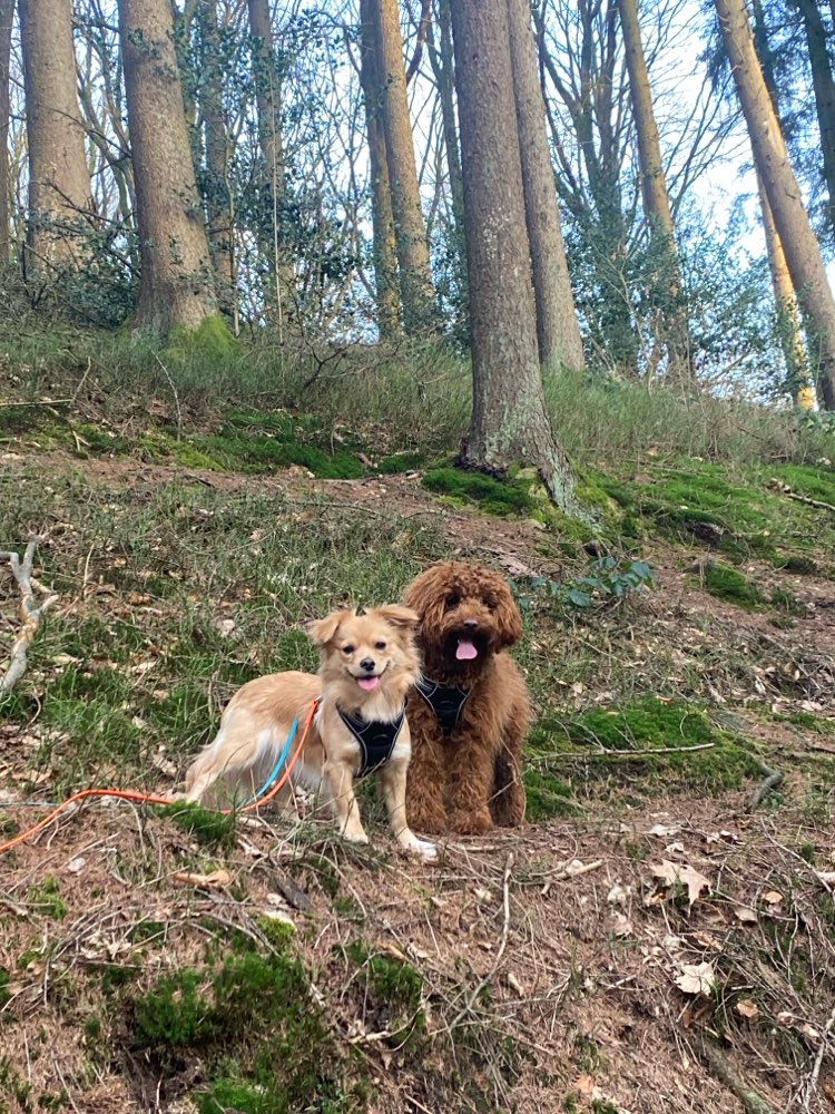 Hundetreffen-Hundetreffen für kleine Hunde unter 10 kg-Profilbild