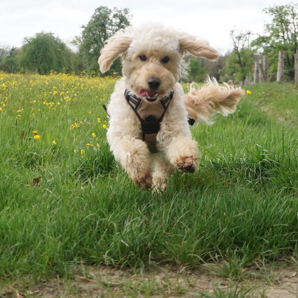 Hundetreffen-Gassi-Profilbild