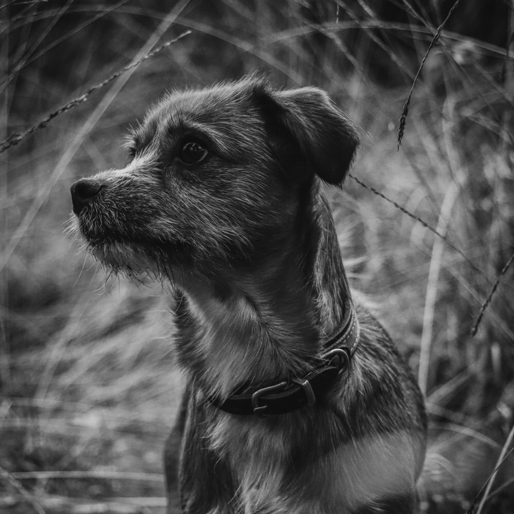 Hundetreffen-Spaziergang-Profilbild