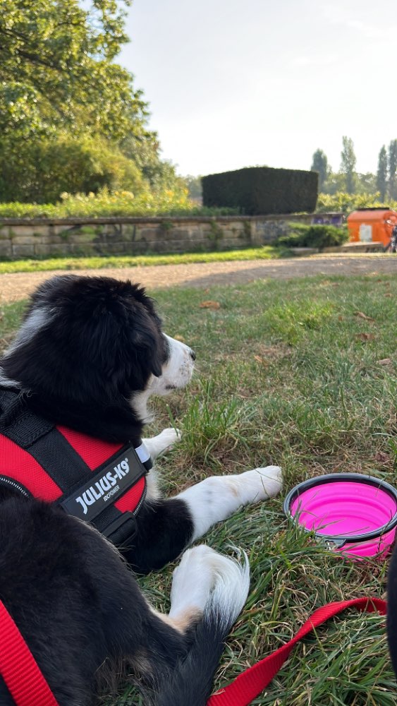 Hundetreffen-Spielrunde/Socialwalk-Profilbild