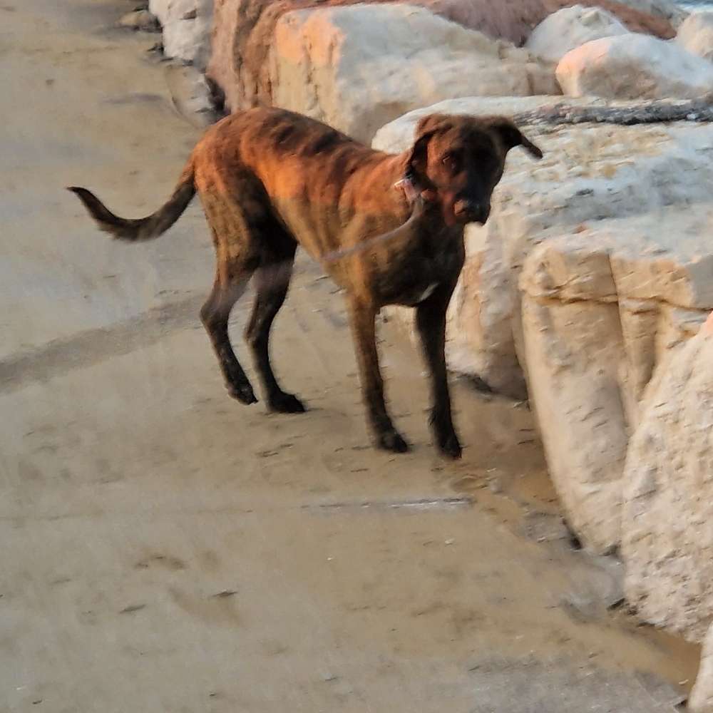 Hundetreffen-Purple's neue Kumpels-Profilbild