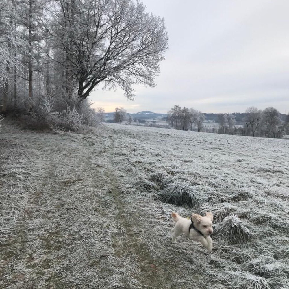 Hundetreffen-Gemeinsames Spazierengehen & Spielen-Profilbild