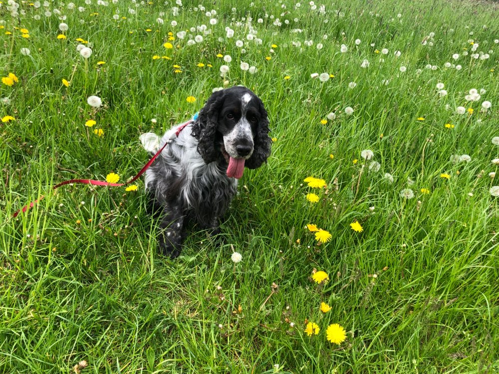 Hundetreffen-Cocker Treffen-Profilbild