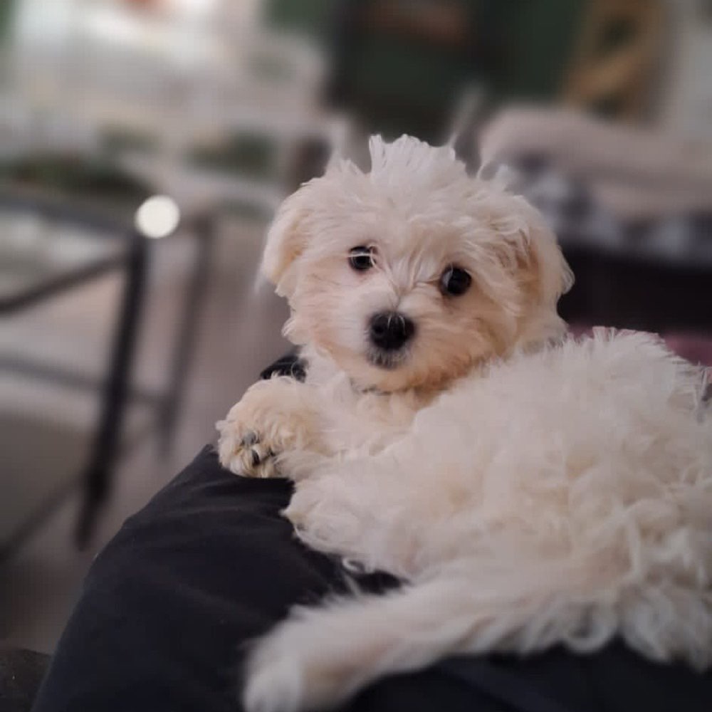 Hundetreffen-Spazier- und Spieltreffen-Profilbild