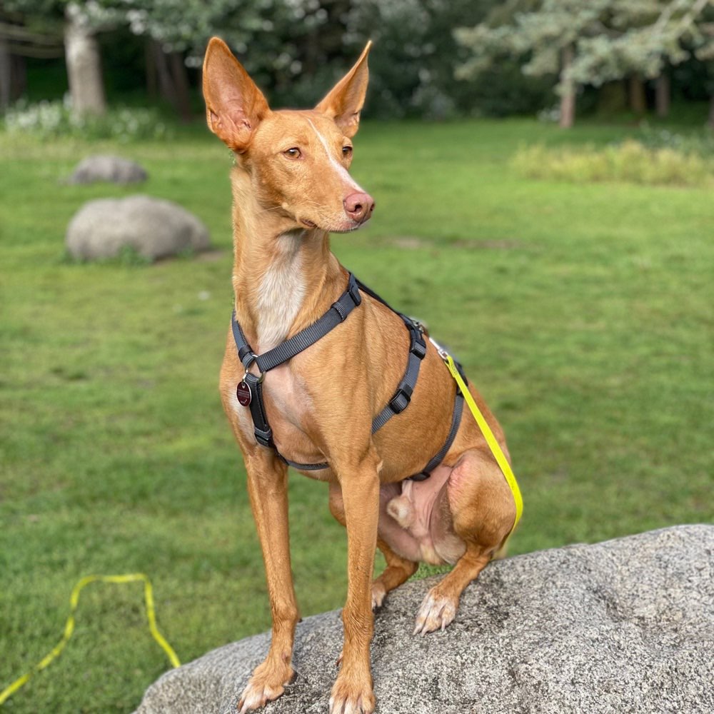 Hundetreffen-Auslauf in der Jungfernheide-Profilbild