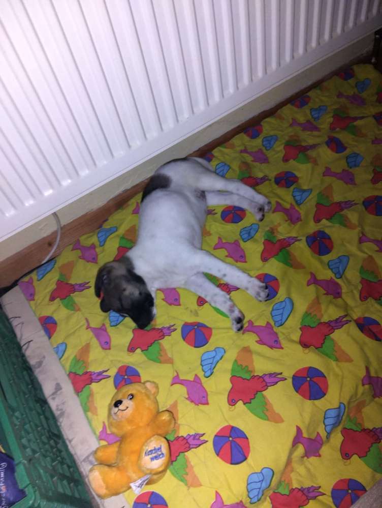 Hundetreffen-Welpentreffen-Profilbild