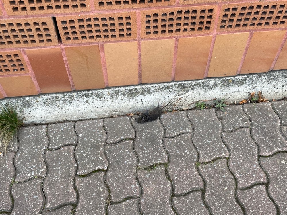 Giftköder-Tote Maus-Profilbild