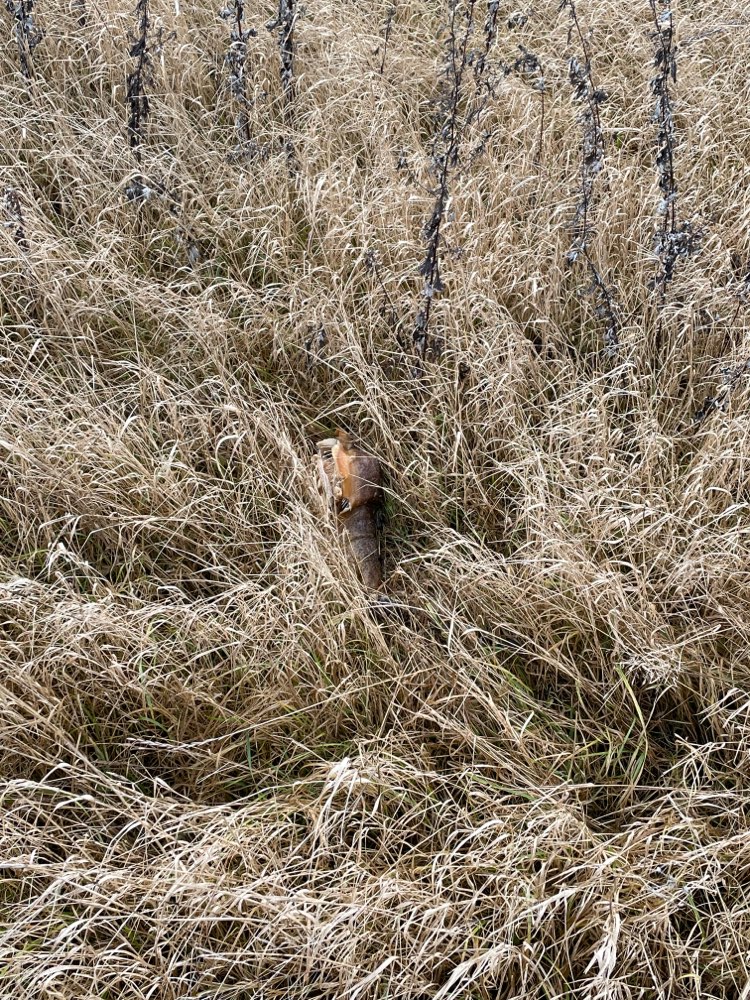 Giftköder-Dead fish in field (Toter Fisch)-Profilbild