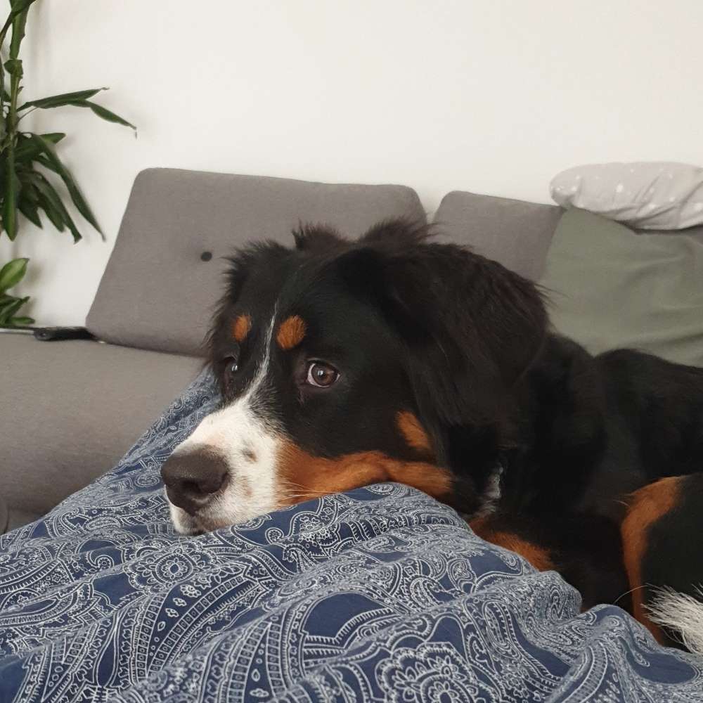 Hundetreffen-(Jung-) Hundetreffen in und um Lenglern-Profilbild