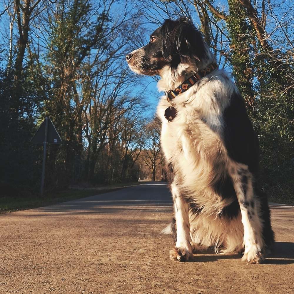 Hundetreffen-Hundetreffen-Profilbild