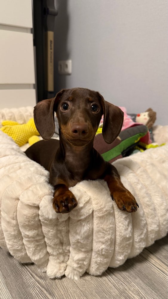 Hundetreffen-Gassi und Spielrunden-Profilbild