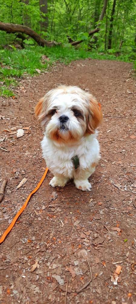 Hundetreffen-Gassi treff 🙂-Profilbild