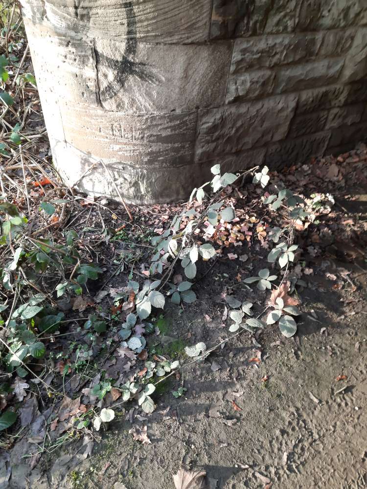 Giftköder-Leckerlies und mögliche Giftköder-Profilbild