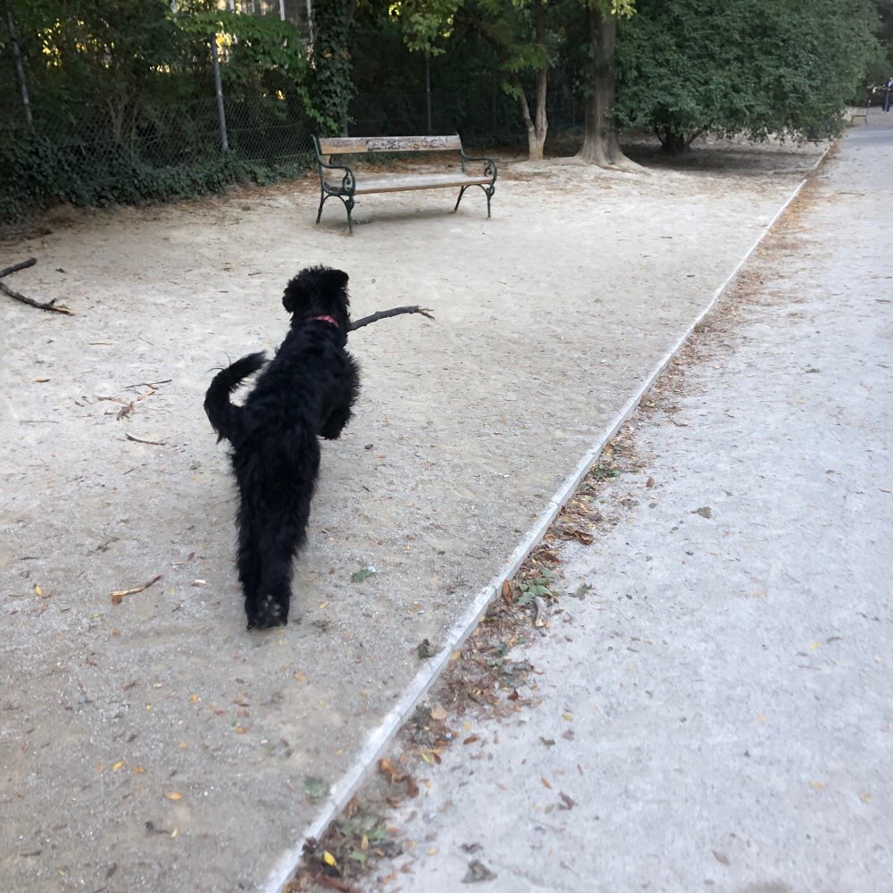 Hundetreffen-Gemeinsames Training-Profilbild