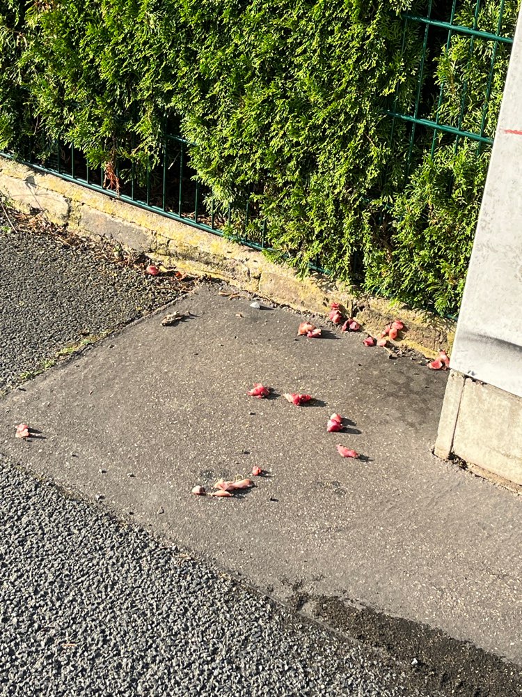 Giftköder-Rohes Fleisch-Profilbild