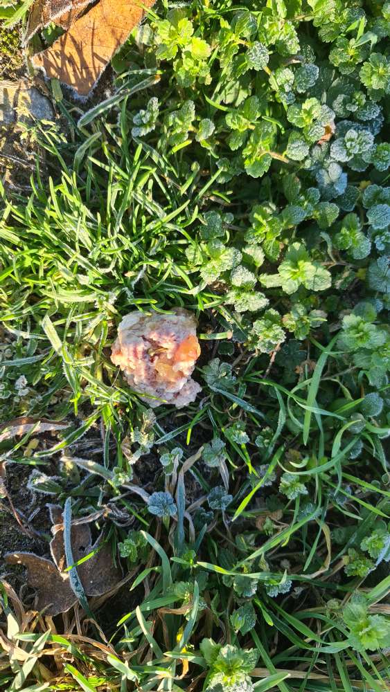 Giftköder-Erneute Giftköder-Profilbild