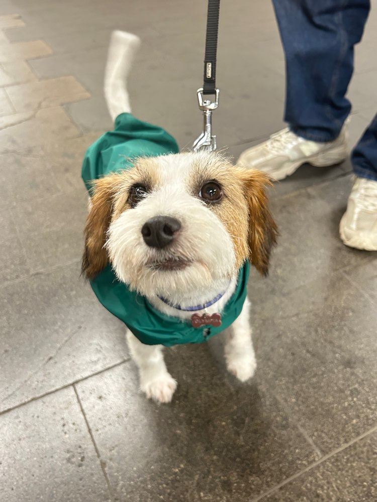 Hundetreffen-Gassipartner für kleine Hündin Olympia gesucht! 🐾-Profilbild