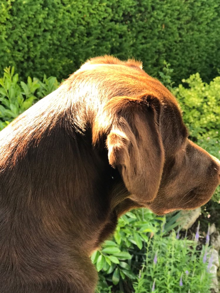 Hundetreffen-Holte-Lastrup & Umgebung-Profilbild