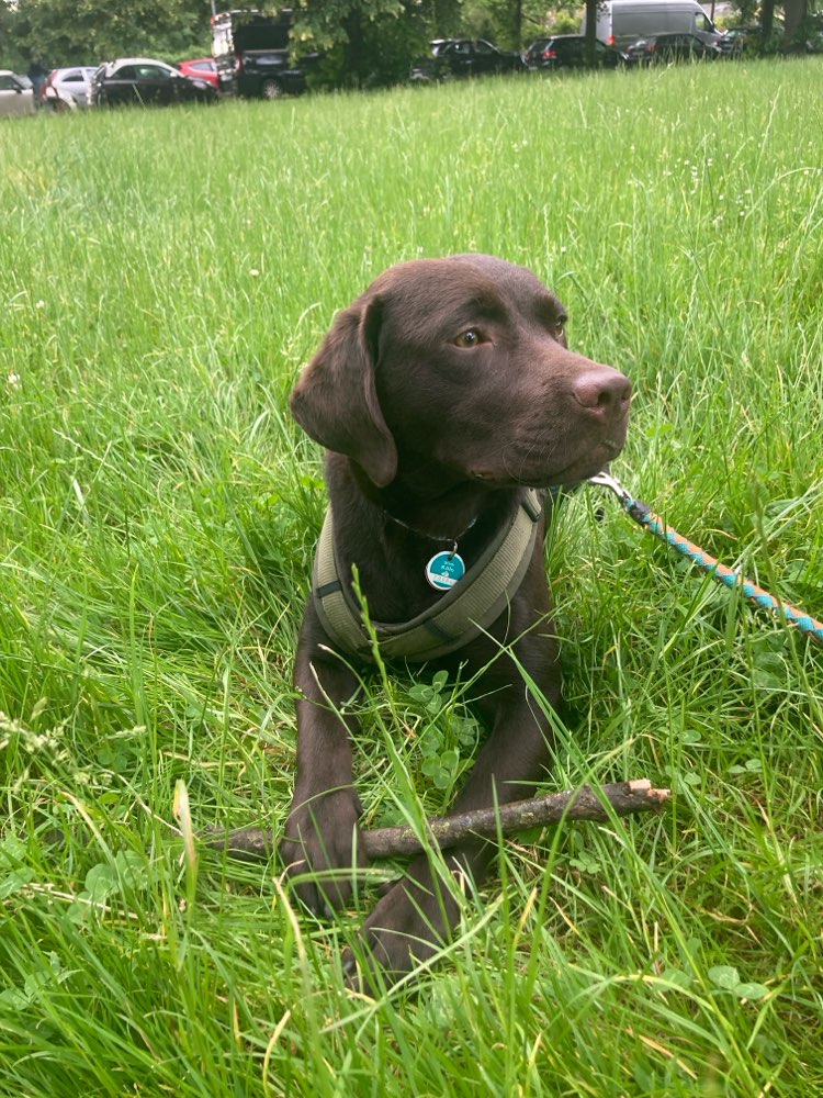 Hundetreffen-Spiel- und Trainings-Buddy-Profilbild