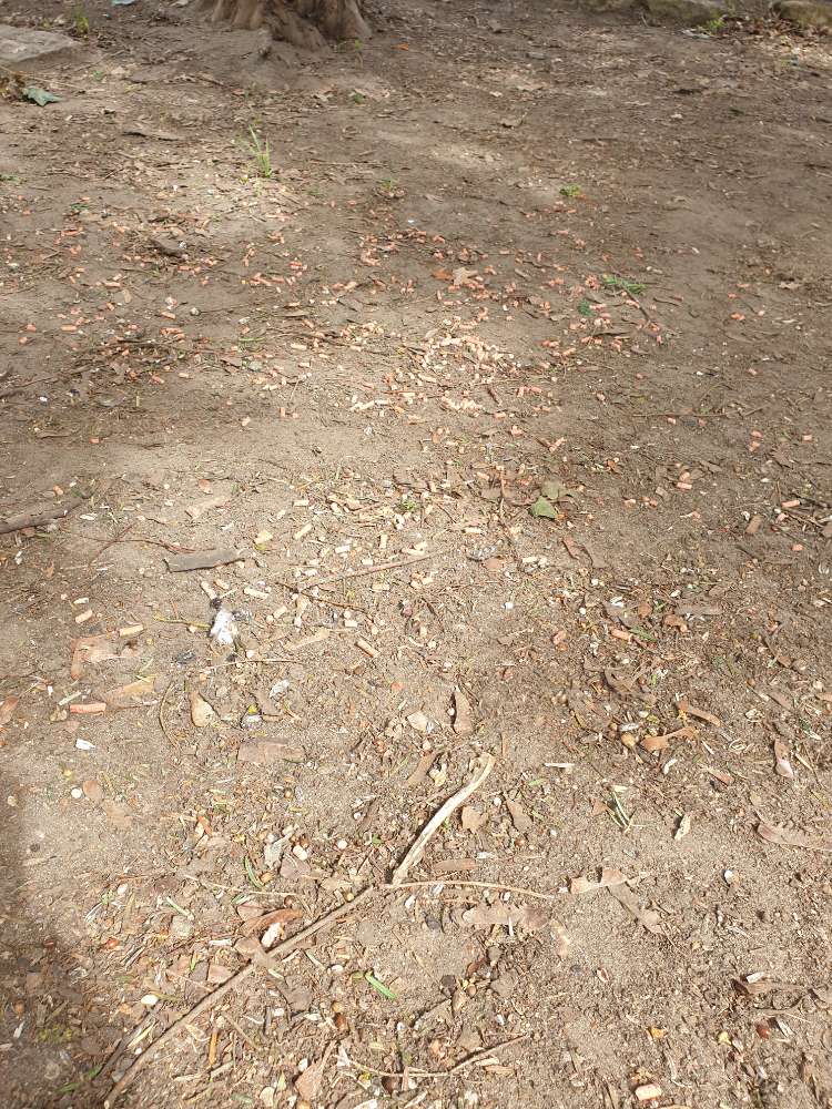 Giftköder-Eventuell Rattengift-Profilbild