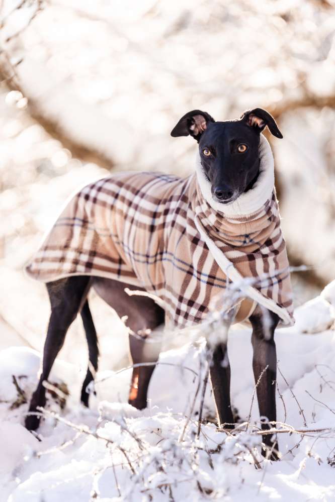 Hundetreffen-Hundefreunde zum Gassi gesucht-Profilbild