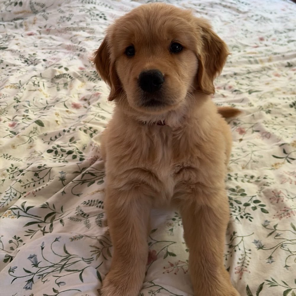Hundetreffen-Erster Hundekontakt für einen Welpen 💗-Profilbild