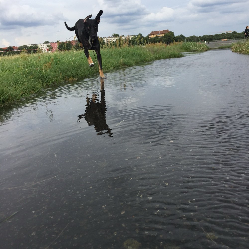 Hundetreffen-Hundefreundschaft Tempelhofer Feld-Profilbild