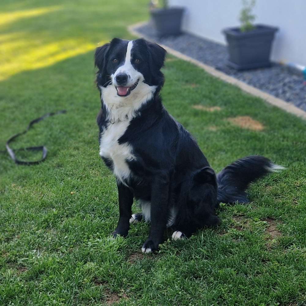 Hundetreffen-Neue Hundebekanntschaften-Profilbild