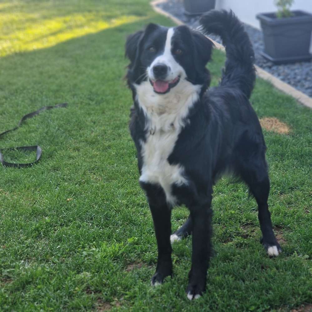 Hundetreffen-Neue Hundebekanntschaften-Profilbild