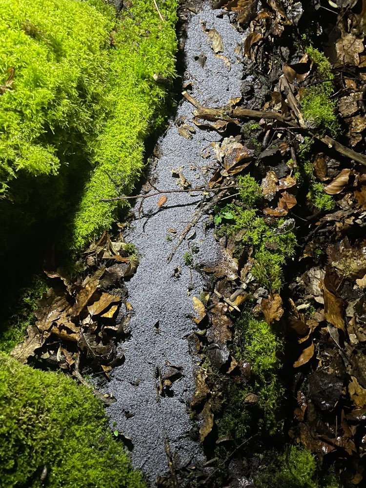 Giftköder-Blaues Pulver (Gift ?)-Profilbild