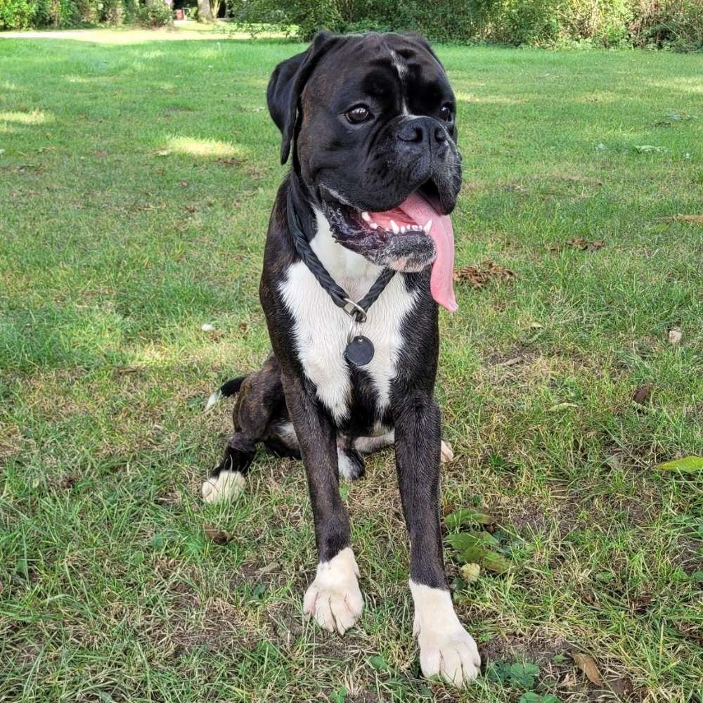 Hundetreffen-Gemeinsames Gassi gehen ÷ Spielen und lernen-Profilbild