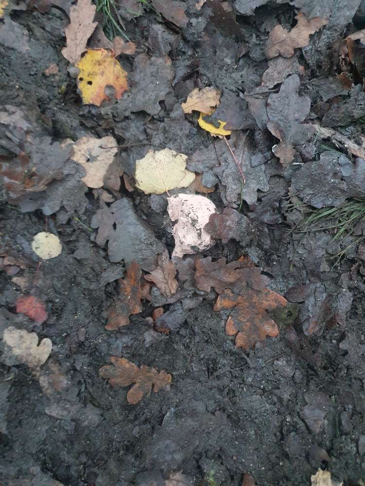 Giftköder-Evtl Giftköder-Profilbild