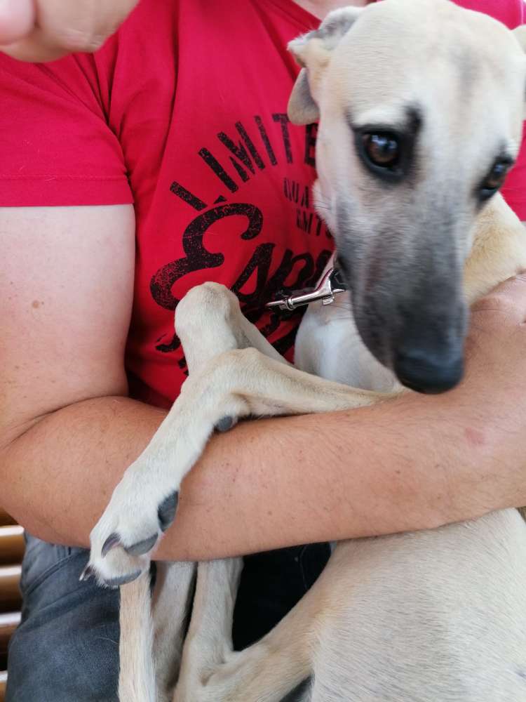 Hundetreffen-Welpentreffen Windhunde Whippet-Profilbild