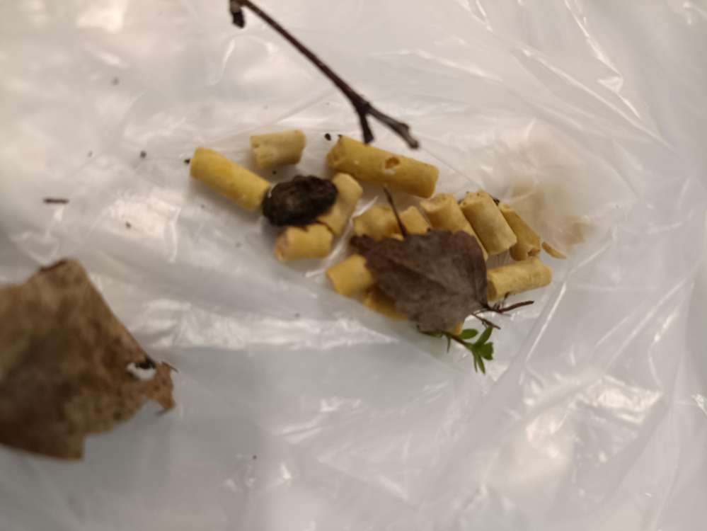 Giftköder-Evtl. Giftköder Unterhaching-Profilbild