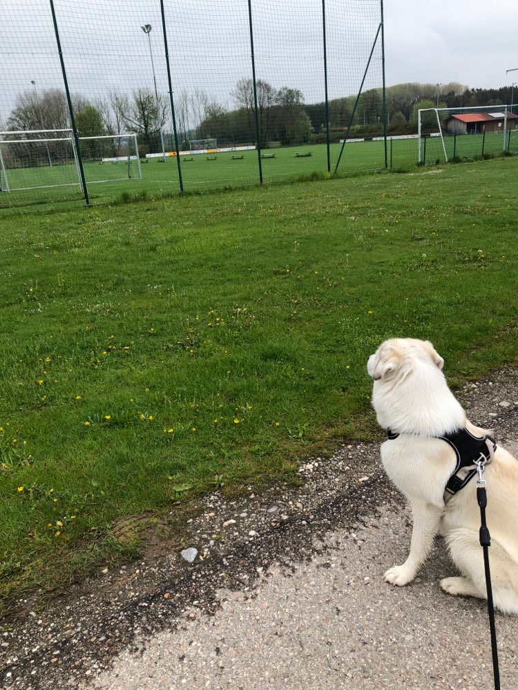 Hundetreffen-Spieledates und/oder Gassirunden-Profilbild