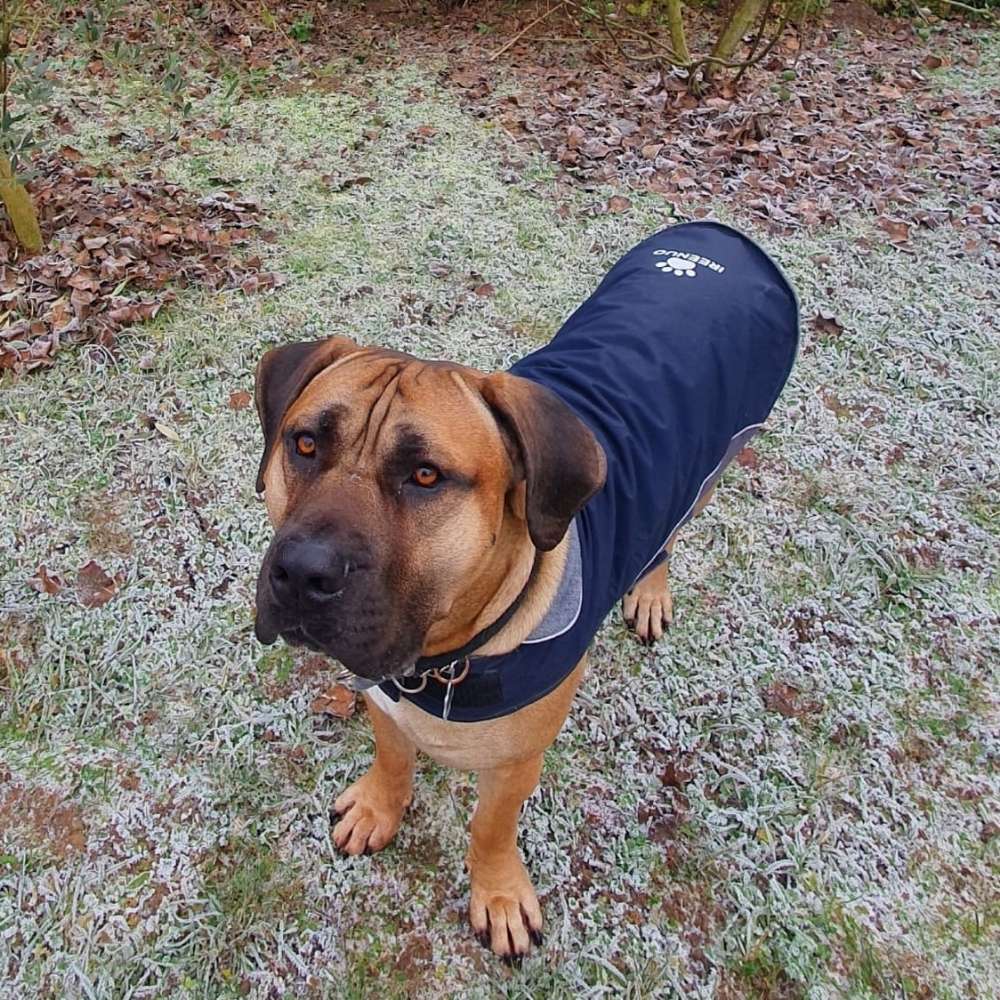 Hundetreffen-Gassitreff in Frankfurt a. M. & Umkreis🐾-Profilbild