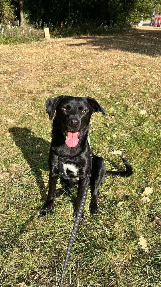 Hundetreffen-Gassirunde/Spielrunde gesucht-Profilbild