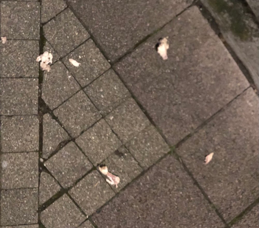 Giftköder-Hähnchen + Knochen-Profilbild