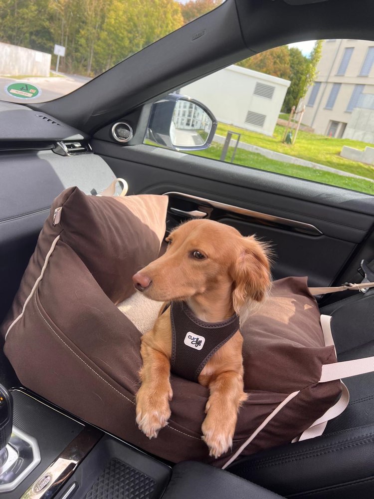 Suchmeldung-Peanut-Profilbild