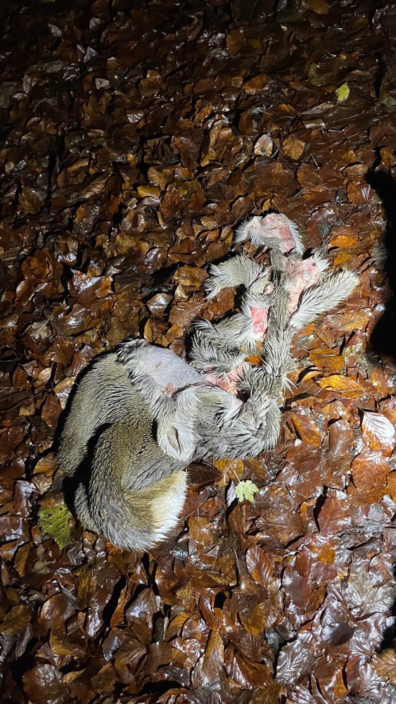 Giftköder-Überreste vom Fuchs-Profilbild