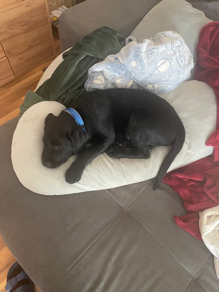 Hundetreffen-Oskar sucht Spielgefährte-Profilbild