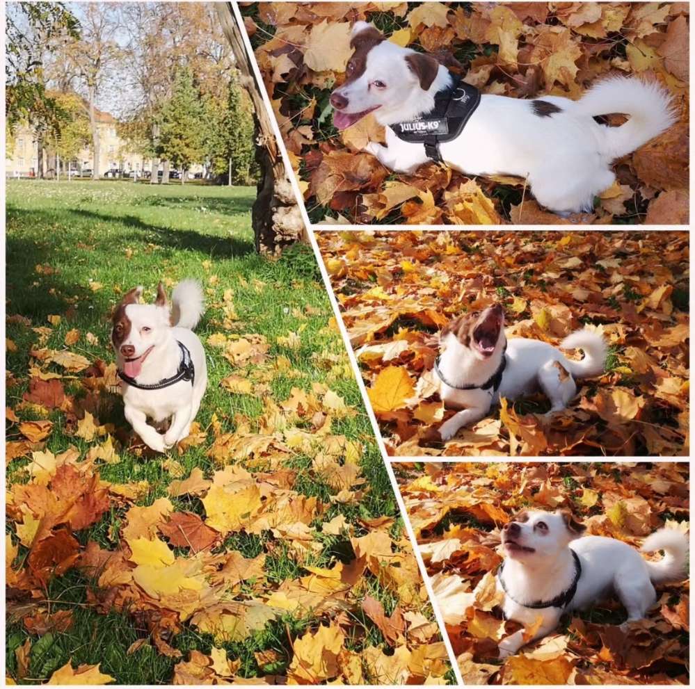 Hundetreffen-Gemeinsame Hunderunde-Profilbild